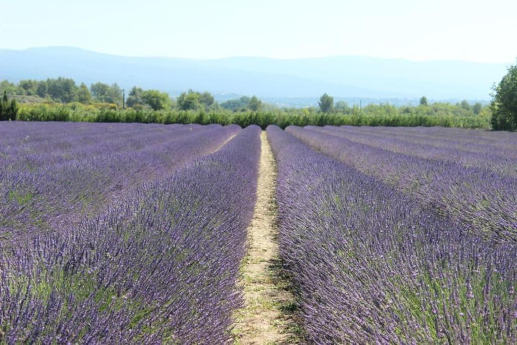 Le Petit Luberon Coquelicot