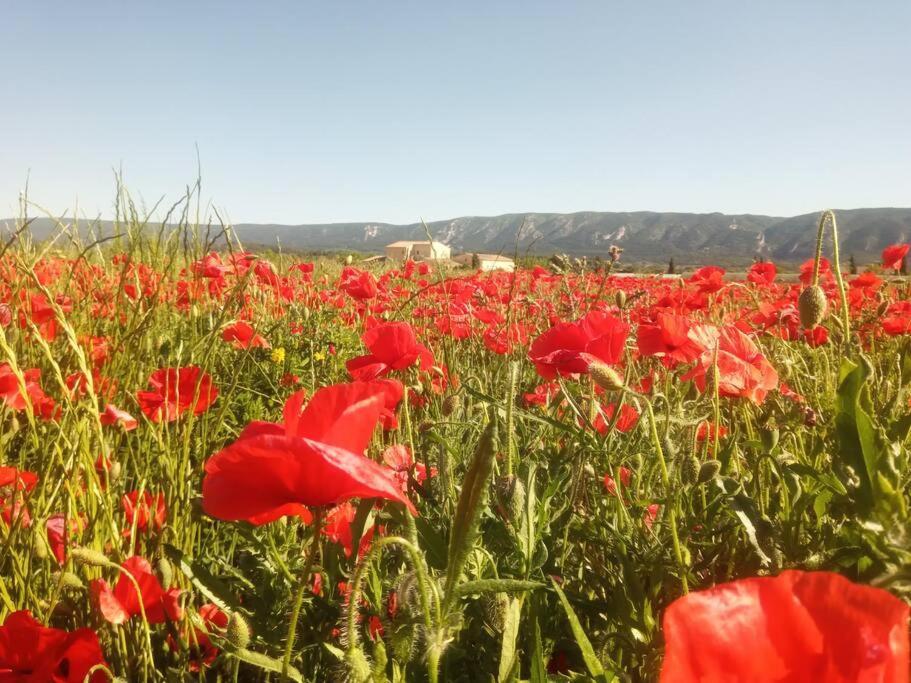 Apartment Le Petit Luberon Coquelicot *